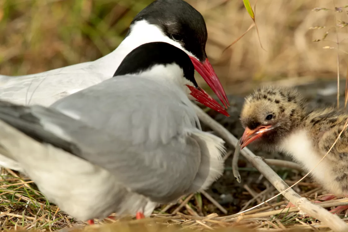 Arctic tern feeding their young